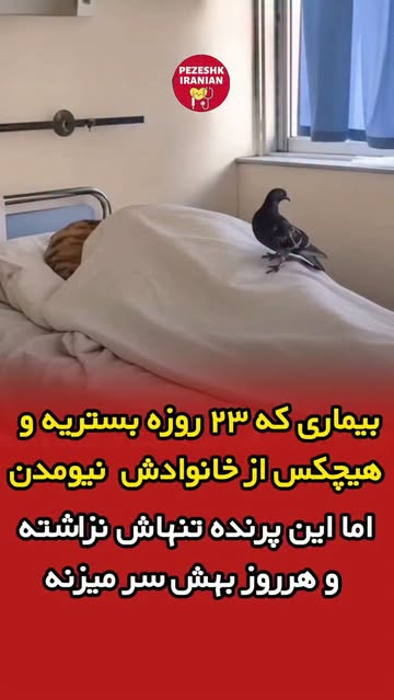 پست اینستاگرام DcNqjMiOOUq