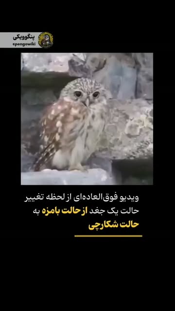 پست اینستاگرام DcOLGaFCgwU
