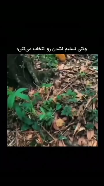 پست اینستاگرام DcQYfHas6LI