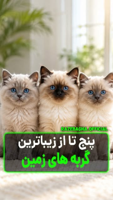 پست اینستاگرام DcTAAqmCPRw