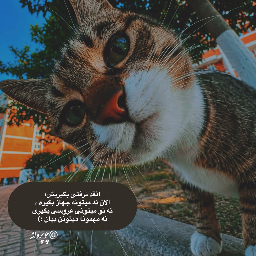 پست اینستاگرام DcTKZaEt1EV
