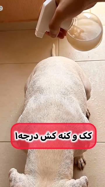 پست اینستاگرام DcWOTGltBEj