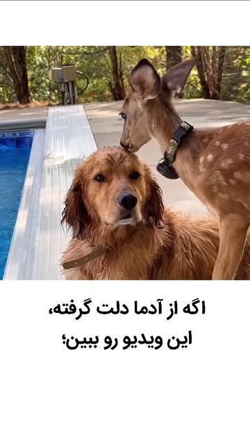 پست اینستاگرام DcZAPO_tEP1