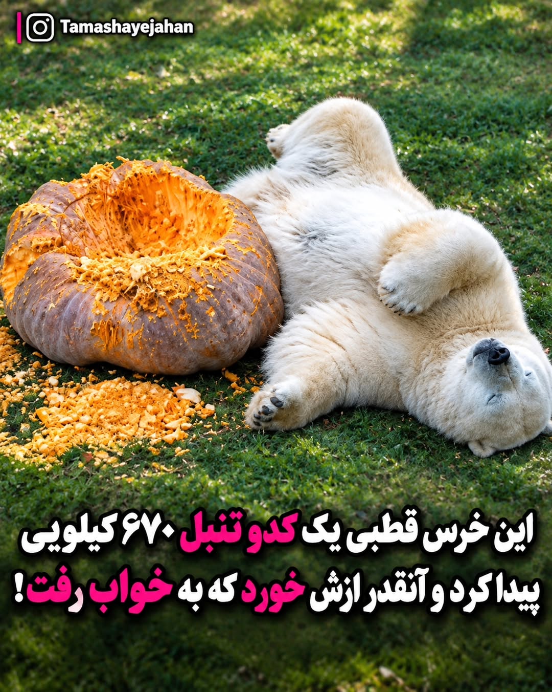 پست اینستاگرام Dc_oDbljLZE