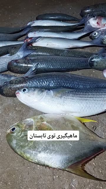 پست اینستاگرام Dca7dCSIV-k