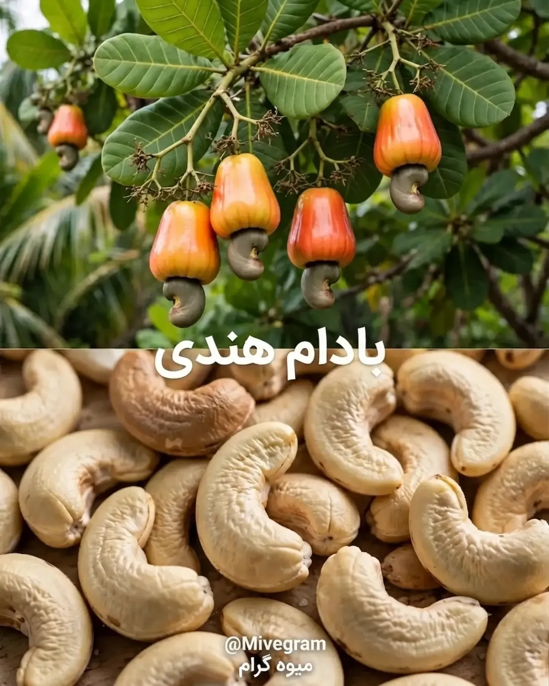 پست اینستاگرام DcapXHYDghO