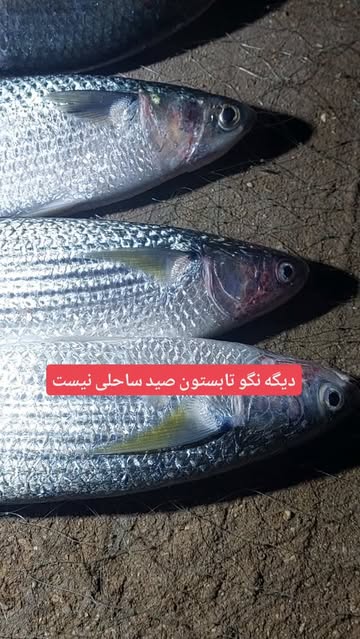 پست اینستاگرام DcfsKEJIJ1c