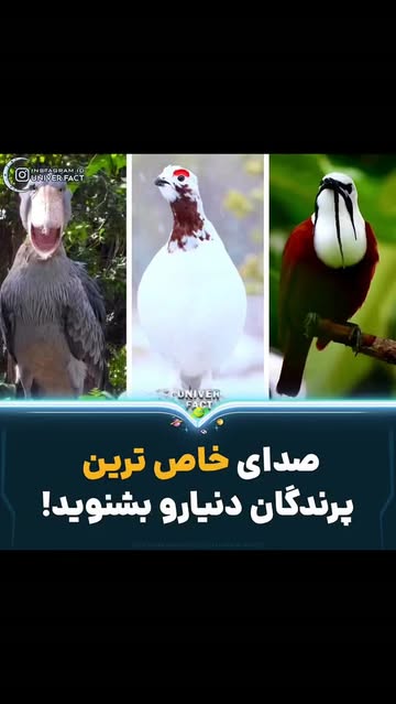 پست اینستاگرام DclDrc6uGkO