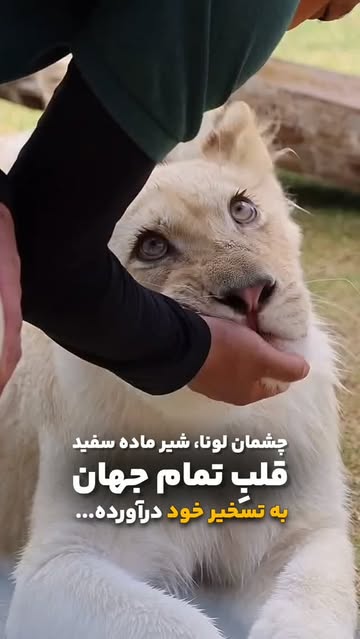 پست اینستاگرام DcmCVKyxLTk