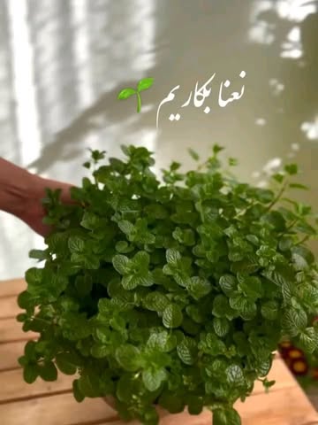 پست اینستاگرام DcnJkNrCB2n
