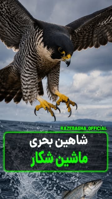 پست اینستاگرام DcnstmkCTxH