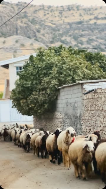 پست اینستاگرام DcoSd4xol1q