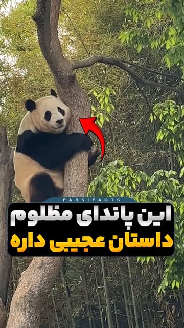 پست اینستاگرام DcoraPZtic_