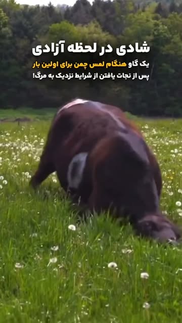 پست اینستاگرام DcrQLEJxicC