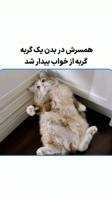 پست اینستاگرام DcvQCIaOapS