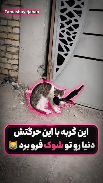پست اینستاگرام DcyKskWsMLy