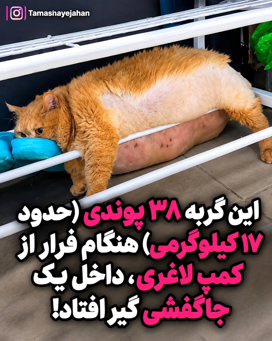 پست اینستاگرام DdCGgSvDLO-