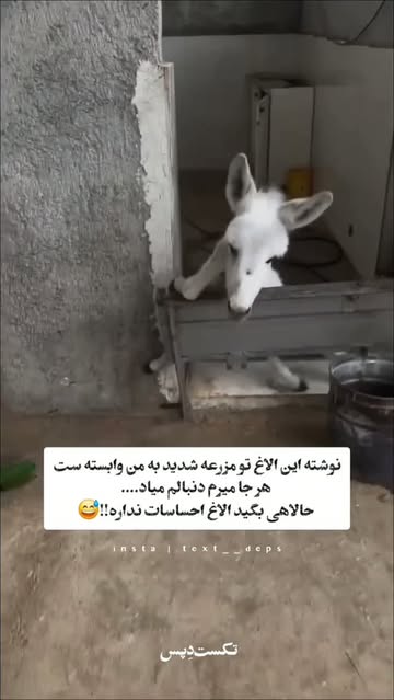 پست اینستاگرام DdJowfgtwqX