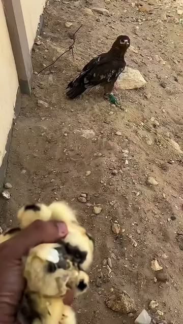 پست اینستاگرام DdLrsHngMYy